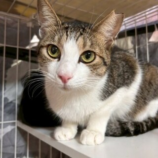 ふみふみ多めな女の子！ドリームライナー