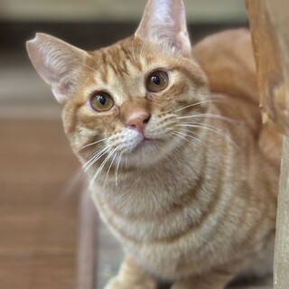 ぐるぐるしっぽ兄弟のベネくん