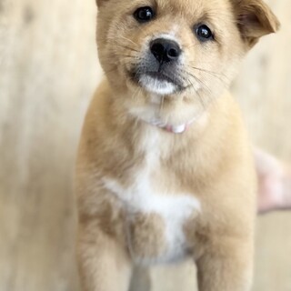 生後約3ヶ月甘えん坊な女の子