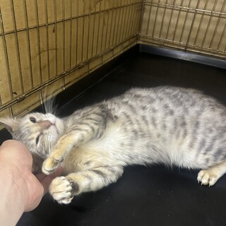 ベンガルシルバー雌