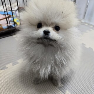 ポメラニアン 3ヶ月 女の子