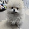 ポメラニアン 3ヶ月 女の子 サムネイル1