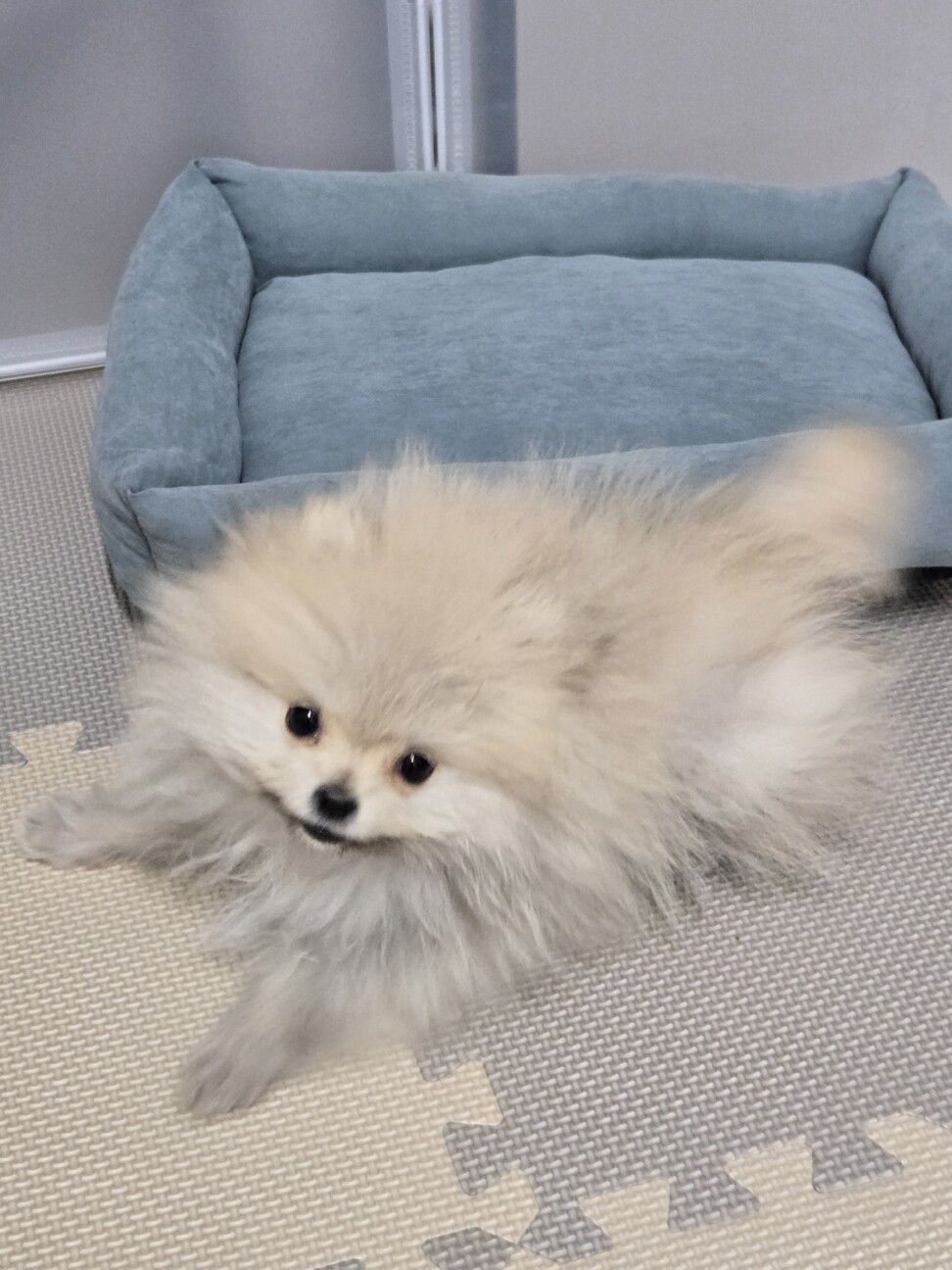 ポメラニアン 3ヶ月 女の子 サムネイル2