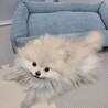 ポメラニアン 3ヶ月 女の子 サムネイル2