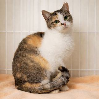 穏やかで優しい三毛猫『つくしちゃん』１歳