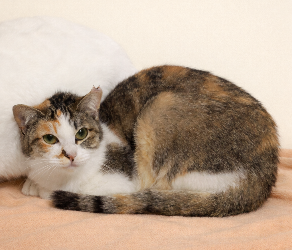 穏やかで優しい三毛猫『つ」東京都 - 猫の里親募集(537725) 2枚目の