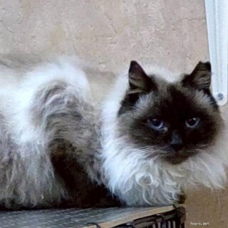 人馴れOK長毛シャムMIXれなちゃん