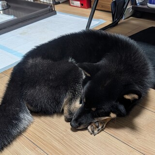 黒柴の藤虎です！助けてください…