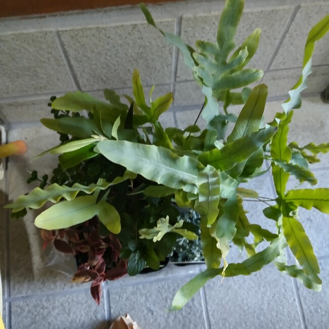 ユーカリとコアラのカバー写真