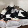 にゃ〜〜ご