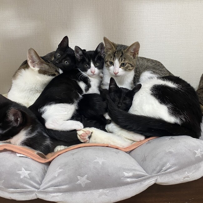 にゃ〜〜ごのカバー写真