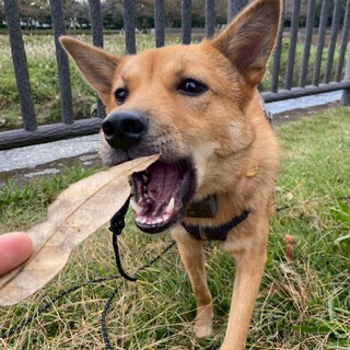 しっぽブンブン女子のテイテイ♪