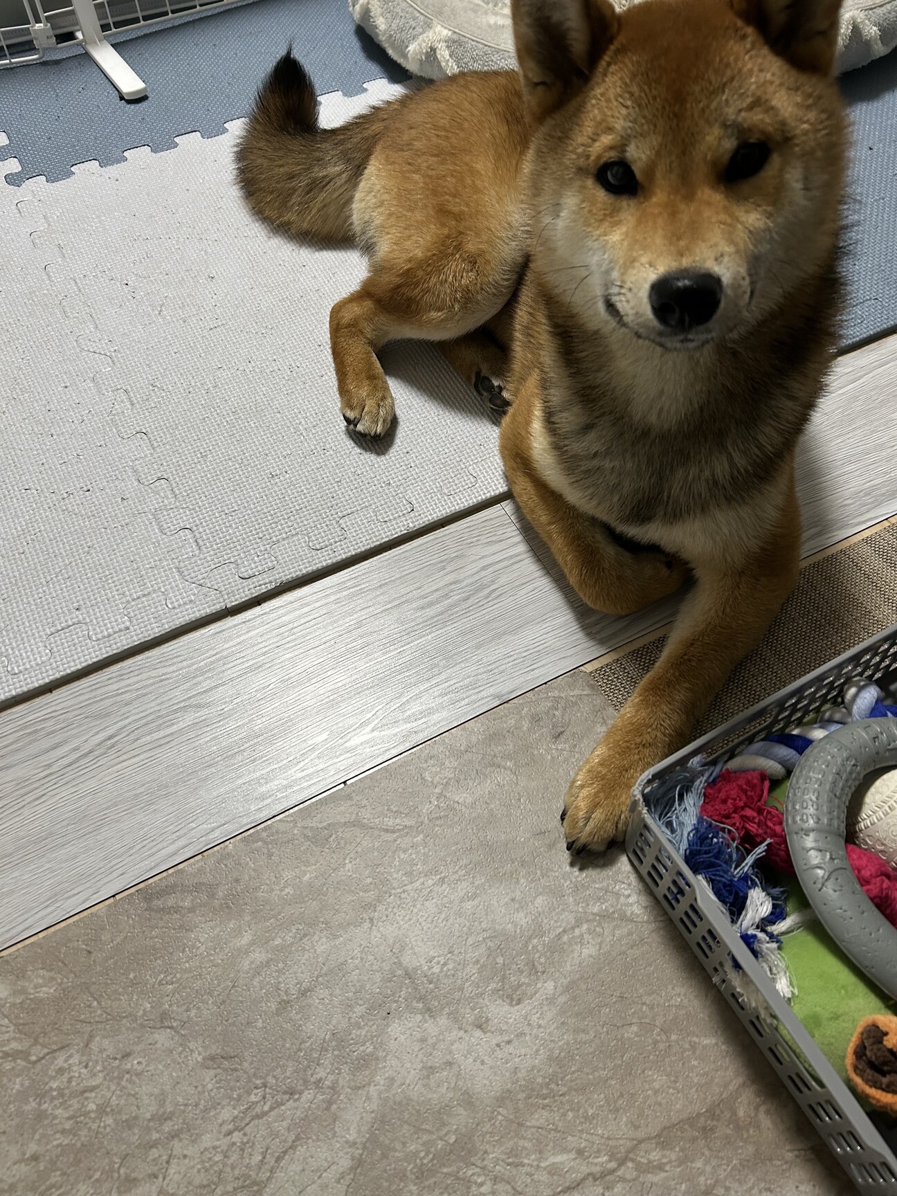 柴犬9ヶ月オス 再掲載です」埼玉県 - 犬の里親募集(537732) 1枚目の 