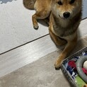 柴犬9ヶ月オス　再掲載です