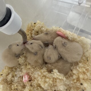 ハムスター里親募集 大切に飼ってくれる方