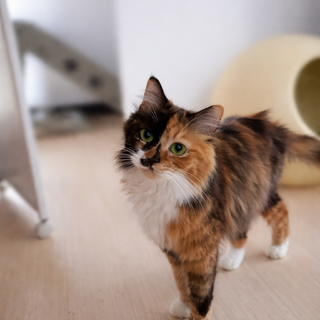 スリスリ が止まらない ^_^ミケの女の子