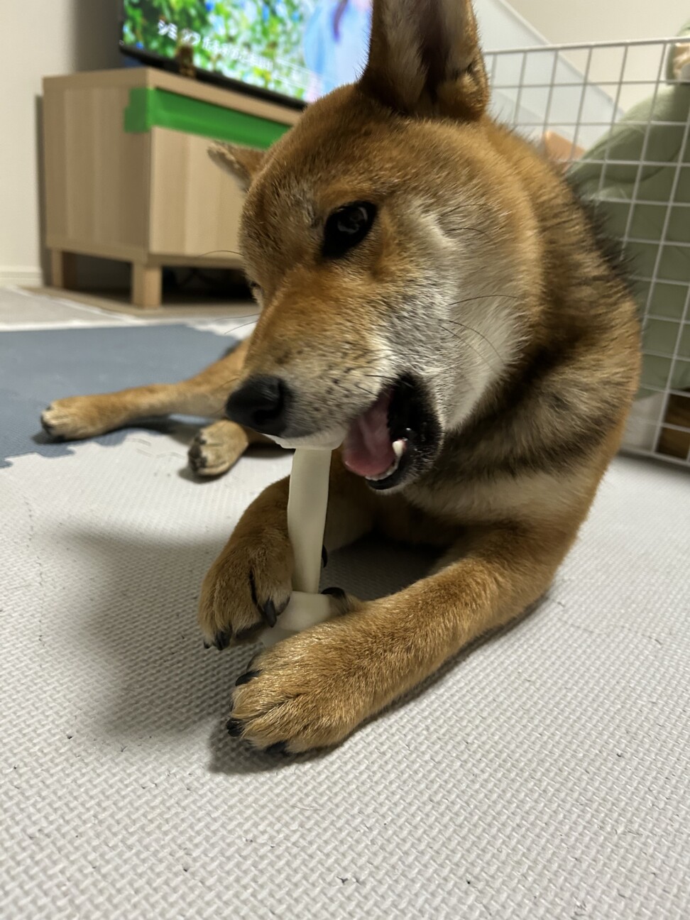 柴犬9ヶ月オス 再掲載です」埼玉県 - 犬の里親募集(537732) 3枚目の 