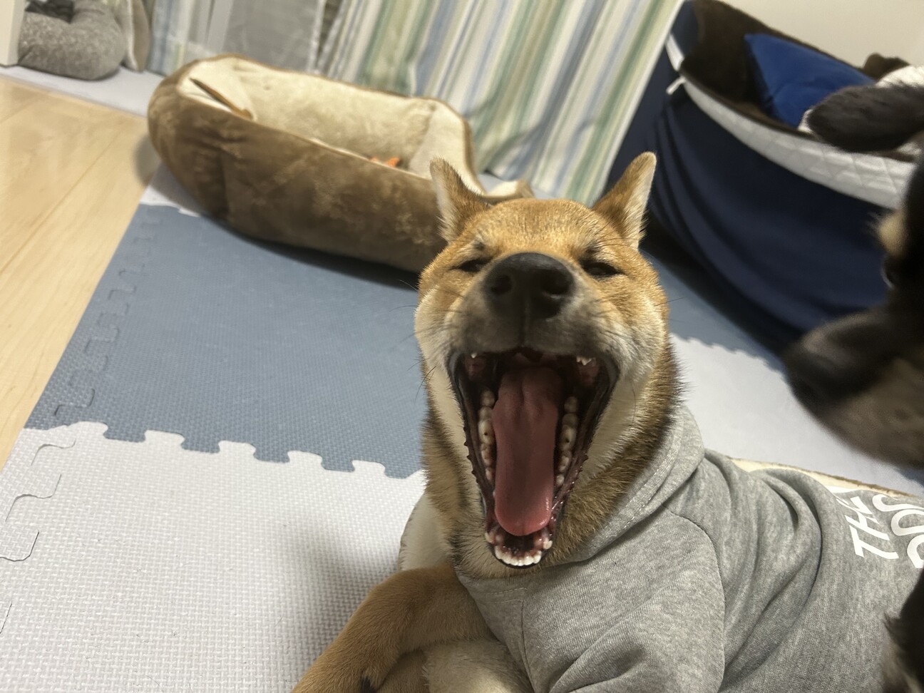 柴犬9ヶ月オス 再掲載です」埼玉県 - 犬の里親募集(537732) 4枚目の 