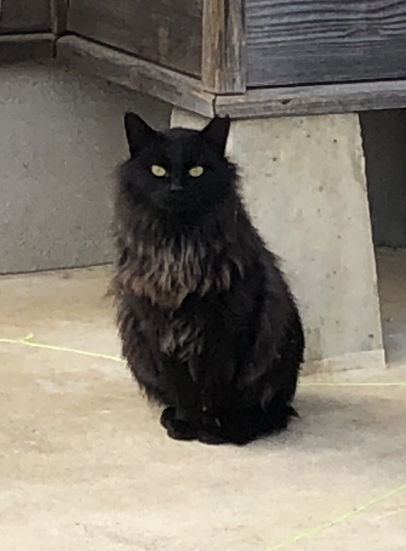 (ΦωΦ)(ΦωΦ)猫ネコねこ(ΦωΦ)♥里親様募集♥(=^・・^=)♥ 2017185.jpeg