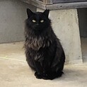 お申込み有　①番　餌やりさん死亡の為　地域猫募集