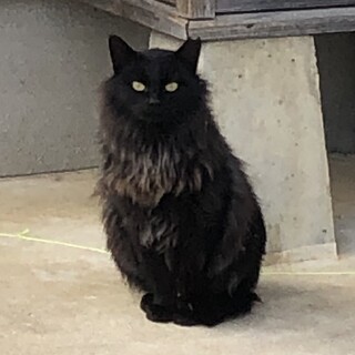 ①番　餌やりさん死亡の為　地域猫の里親募集です