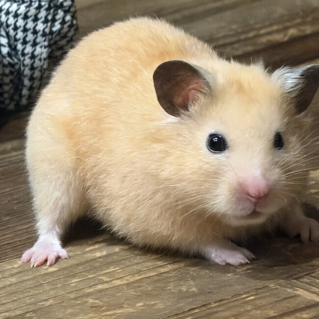 みろりんちゅのカバー写真