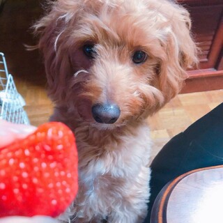 チワプーの男の子です