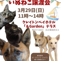 いぬねこ譲渡会