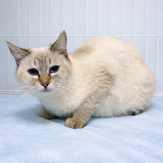 ブルーアイ！シャムMIX『マリンちゃん』９カ月