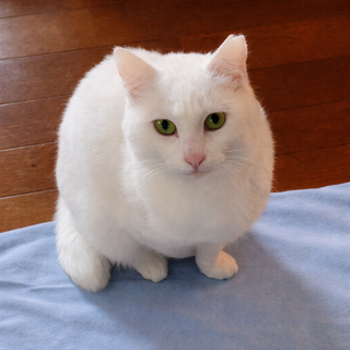 前足ハンデあり！お転婆『ミルクちゃん』１歳