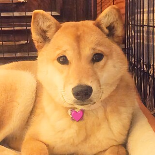 柴犬風雑種の女の子クミン