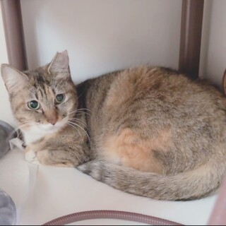 ［ねむちゃん］閉じ込め飼育からのレスキュー！