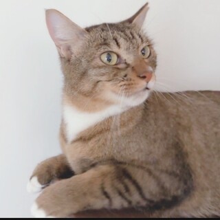  【ゆずちゃん】閉じ込め飼育から救助！！！