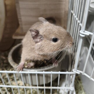 10ヶ月のデグー サンド