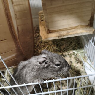 10ヶ月のデグー ブルー