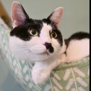 【モコちゃん】TNR保護！肩に乗るのが好き