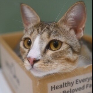 【クミンちゃん】TNR保護！遊び大好き