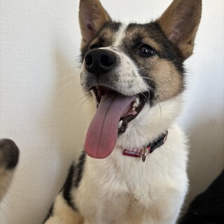 保健所からレスキュー！デコピン柄のひよりちゃん