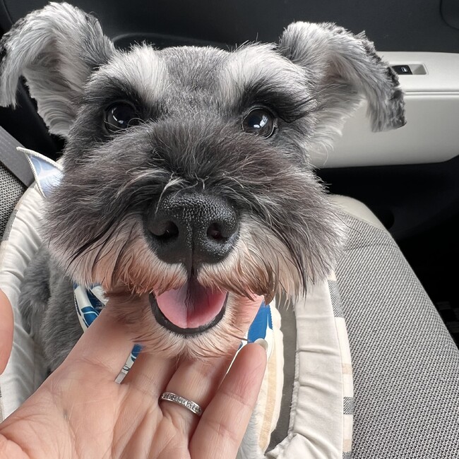 はぐとじゃむのカバー写真