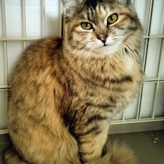 トライアル中〜ふわふわの女の子