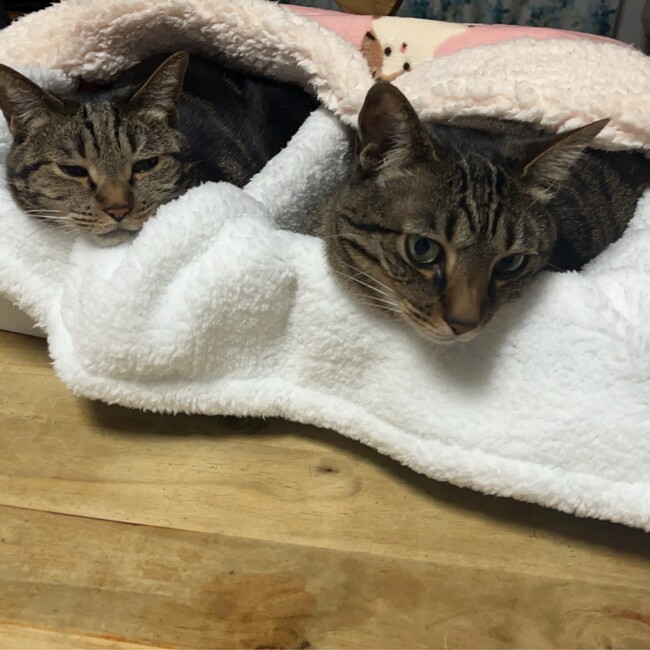 あっこちゃん@のカバー写真