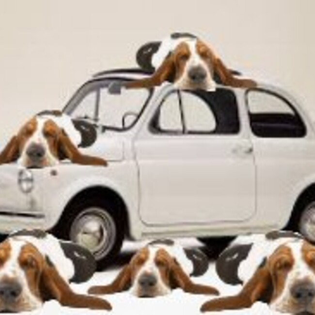 胴長犬のカバー写真