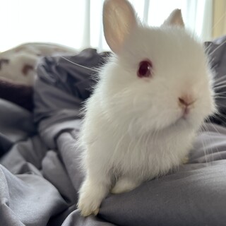 ミニウサギ×ネザーランドドワーフ(アルビノ)