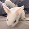 名古屋市！1月2日生まれの子うさぎ！