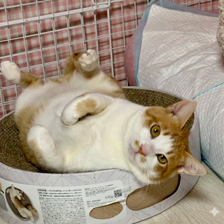 *エイズ*されるがままの優しい ちゃちゃ丸くん