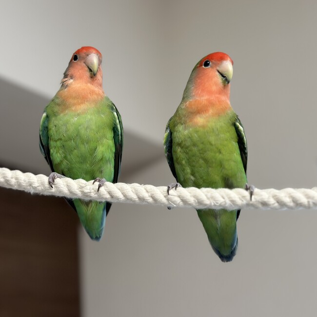 ことりとりのカバー写真