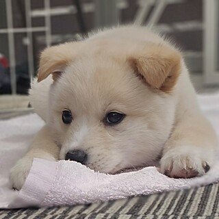 推定2ヶ月女の子