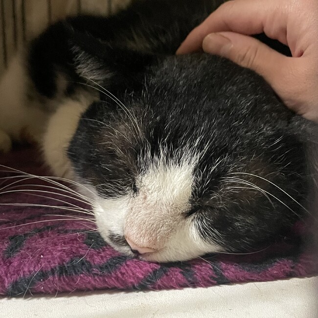 Nagiharuのカバー写真