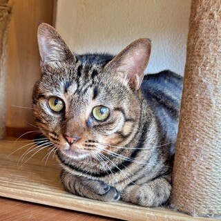 人が大好きで超甘えん坊♡キジトラのムックくん