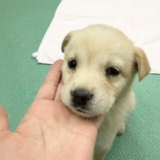 クリーム色のとても幼い子犬（1ヶ月齢）